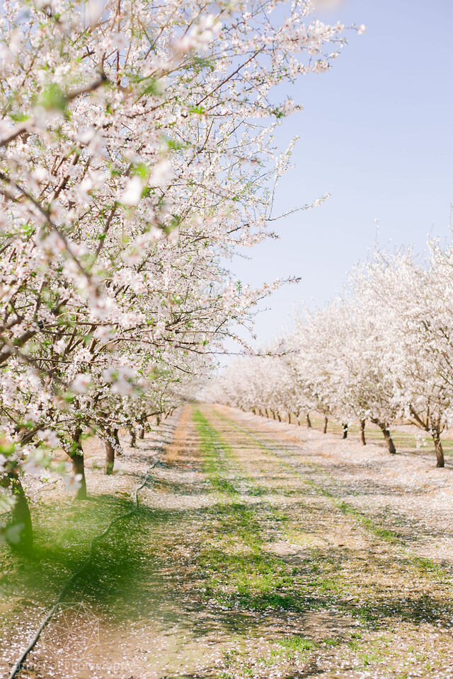Clovisfest-HotAirBalloon-86.jpgClovis Fest Hot Air Balloon Engagement - Gunn Shot Photography