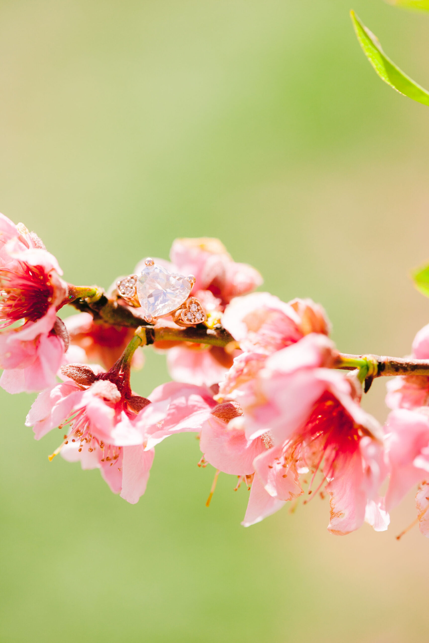 heart shaped ring resting on pink blossoms.