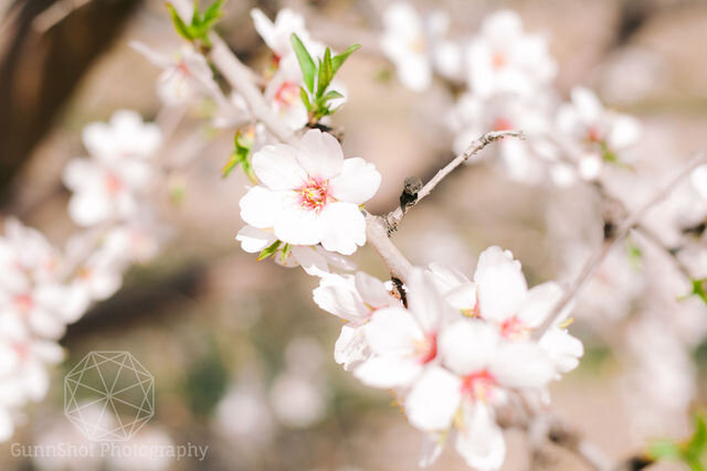 GUNNSHOTPHOTOGRAPHY-BlossomTree_-174 (1).jpg