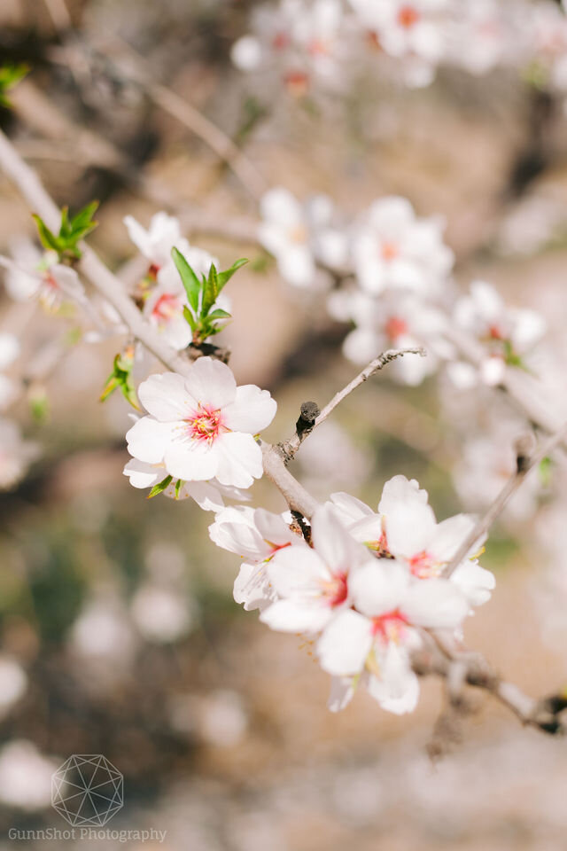 GUNNSHOTPHOTOGRAPHY-BlossomTree_-175.jpg