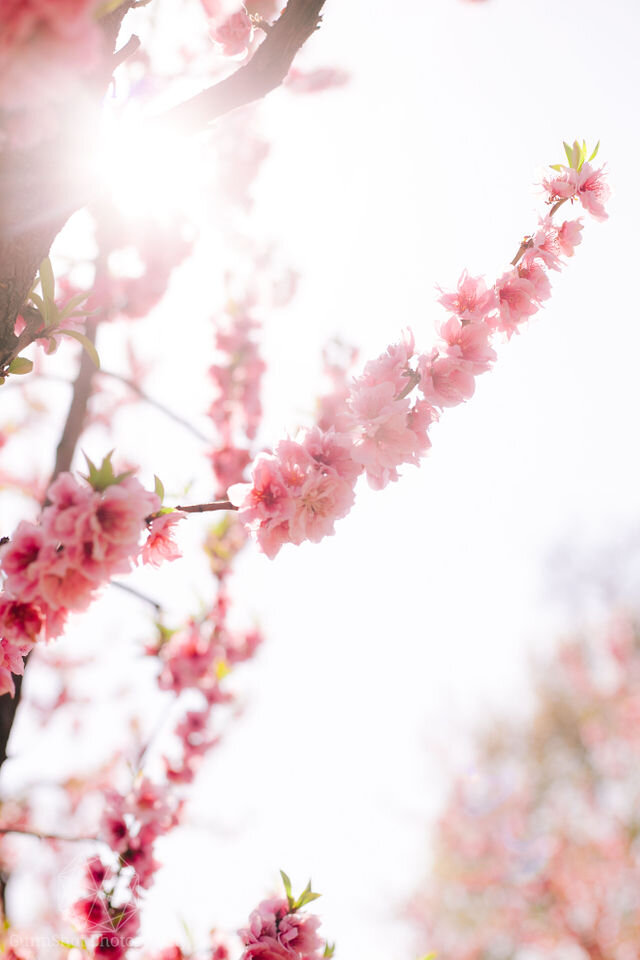 Pink Blossoms on Blossom Trail