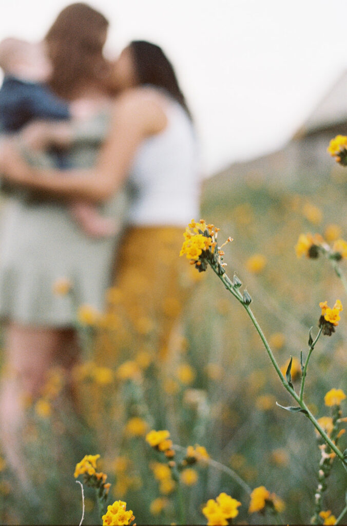 Yellow wildflower in sharp focus with two moms holding their baby softly blurred in the background, dreamy lesbian family photos on 35mm film.
