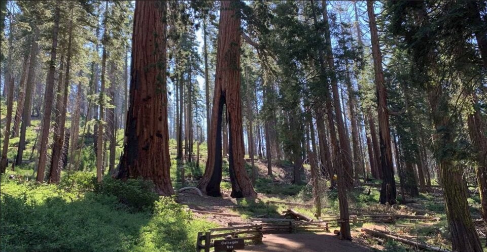 mariposa grove best spot in yosemite